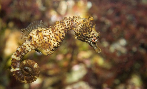 Knobby seahorse